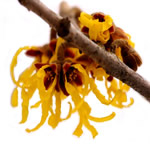 natural remedies for hemorrhoids - witch hazel image
