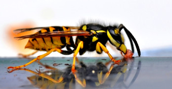 How to treat a wasp sting - article head imaage