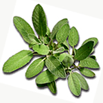 Herbs for hair growth - sage iimage