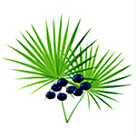 Herbs for hair growth - saw palmetto image