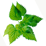 Herbs for hair growth - stinging nettle image